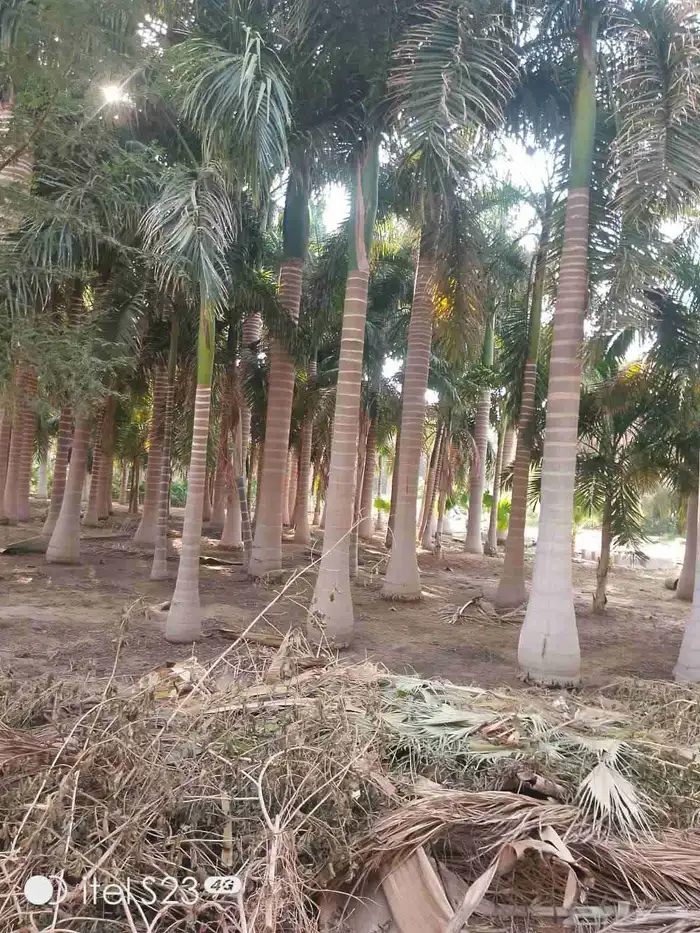 نخل للبيع 3