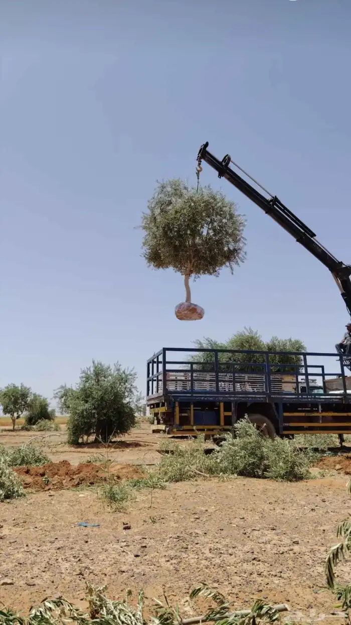 يوجد لدينا زيتون معمر مثمر جميع الأحجام ويوجد وسط ويوجد شتلا 9