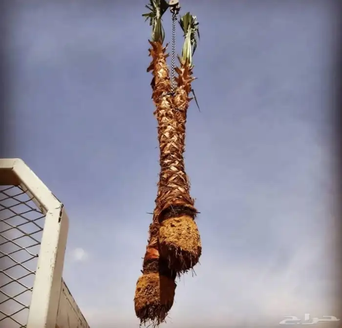 نخل واشنطن زينه 9