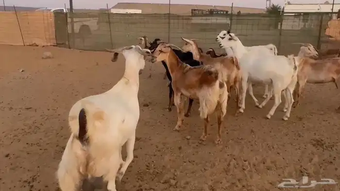 تم البيع ماعز جنوبي وبيشي 0