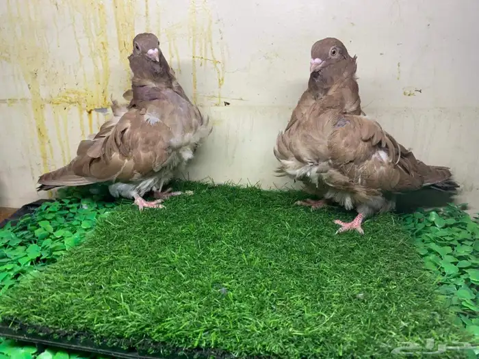 اللبيع حمام زوج كوشكي رابل وفر 2