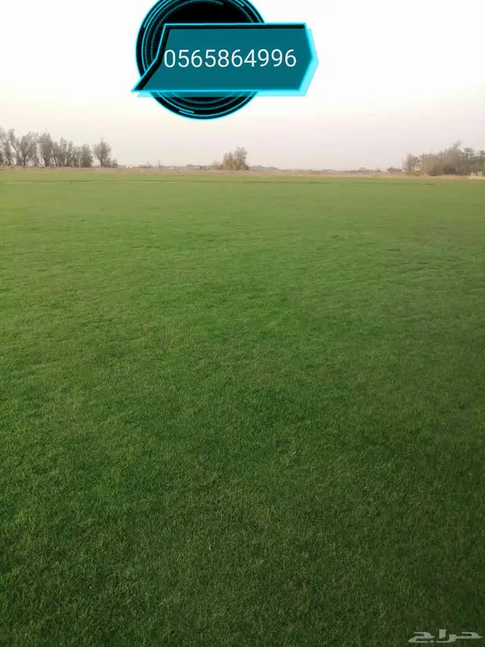 ثيل طبيعي نجيله نجيل طبيعي 4