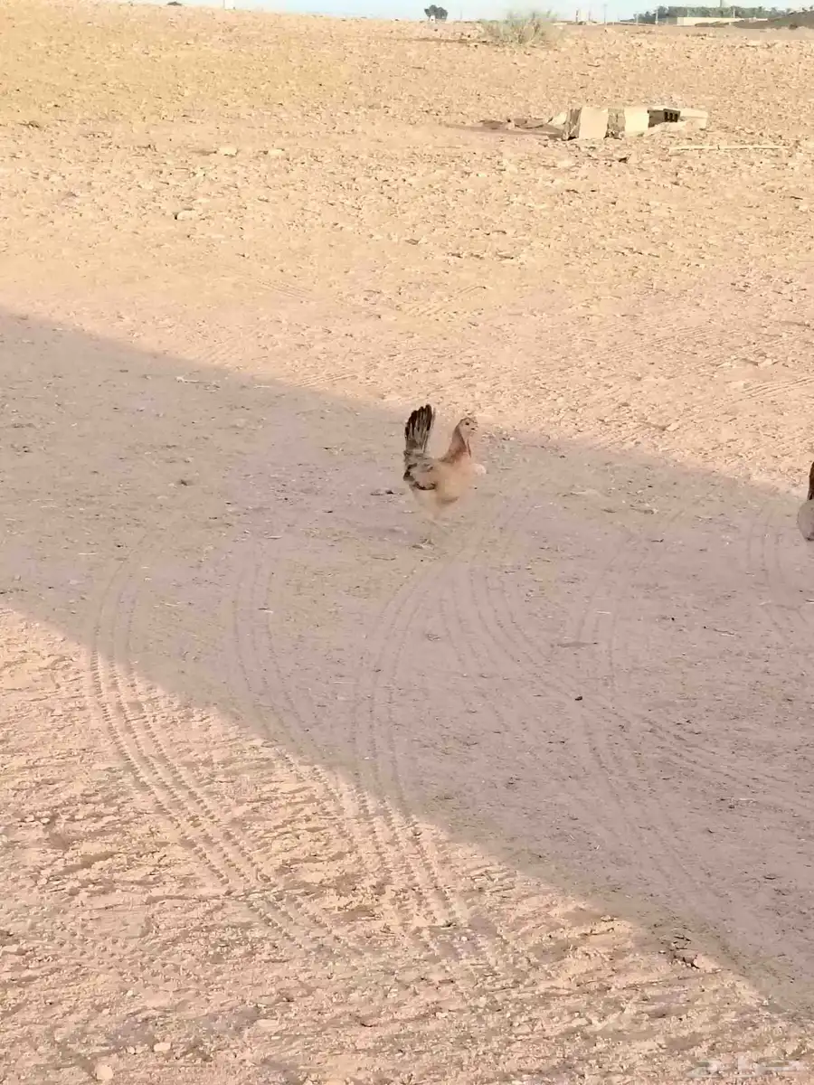 دجاج بياض ورجان 6