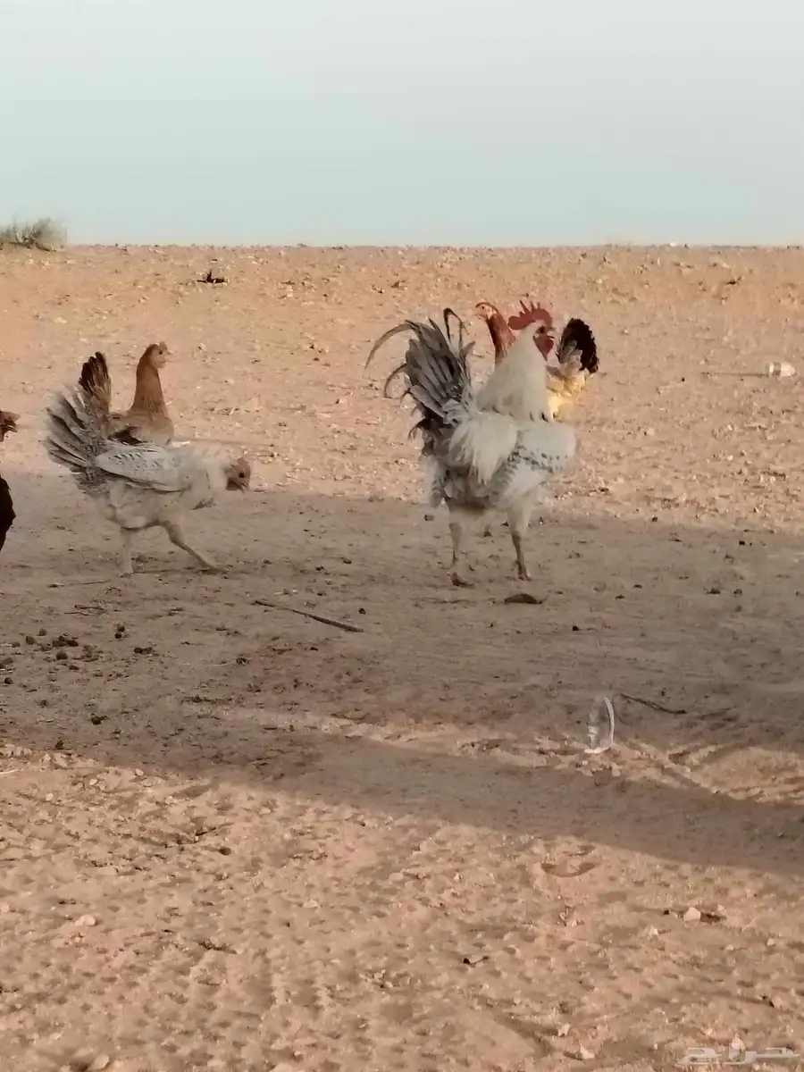 دجاج بياض ورجان 5