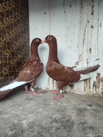 مخاليف مساويد حمر 1
