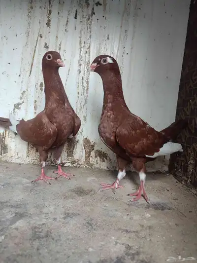 مخاليف مساويد حمر 2
