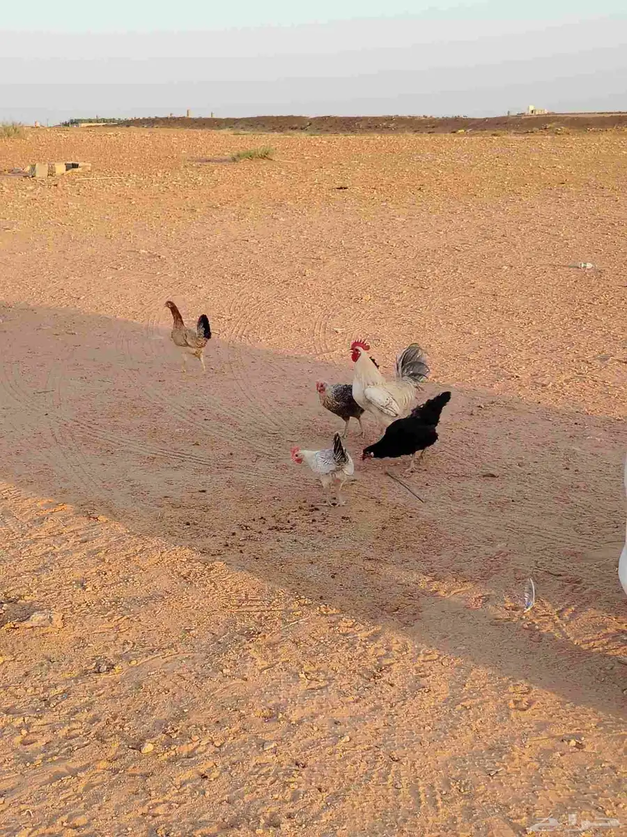 دجاج بياض ورجان 3