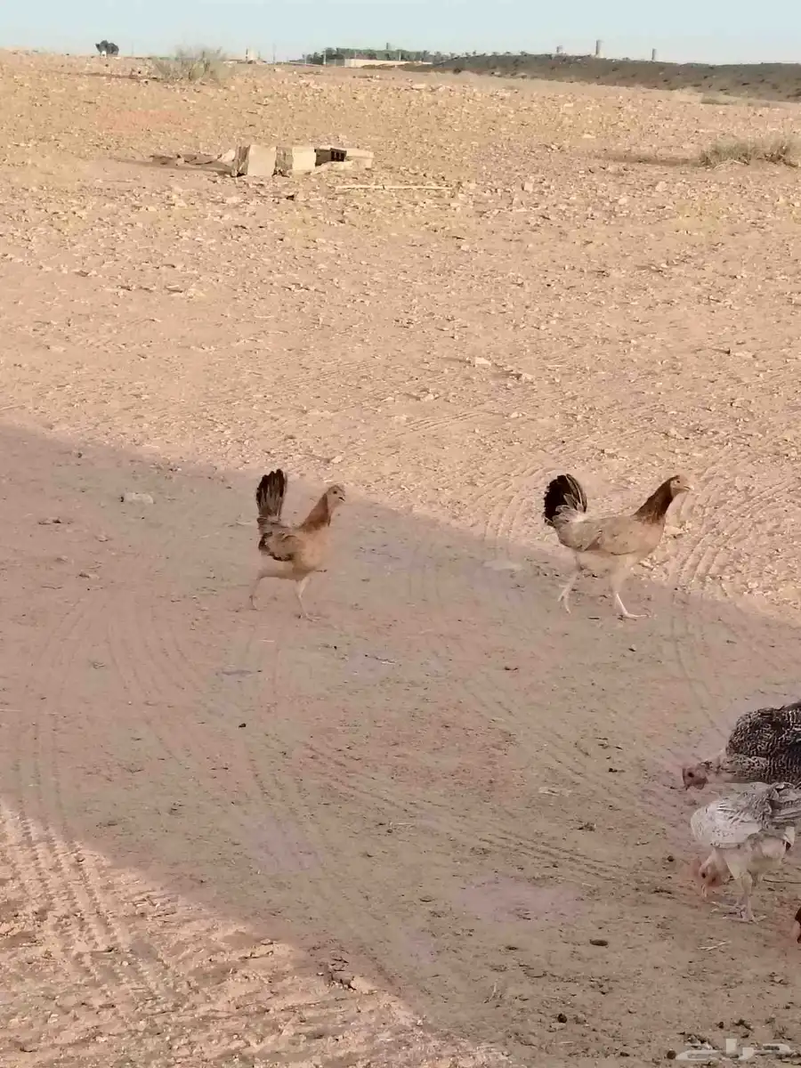 دجاج بياض ورجان 4