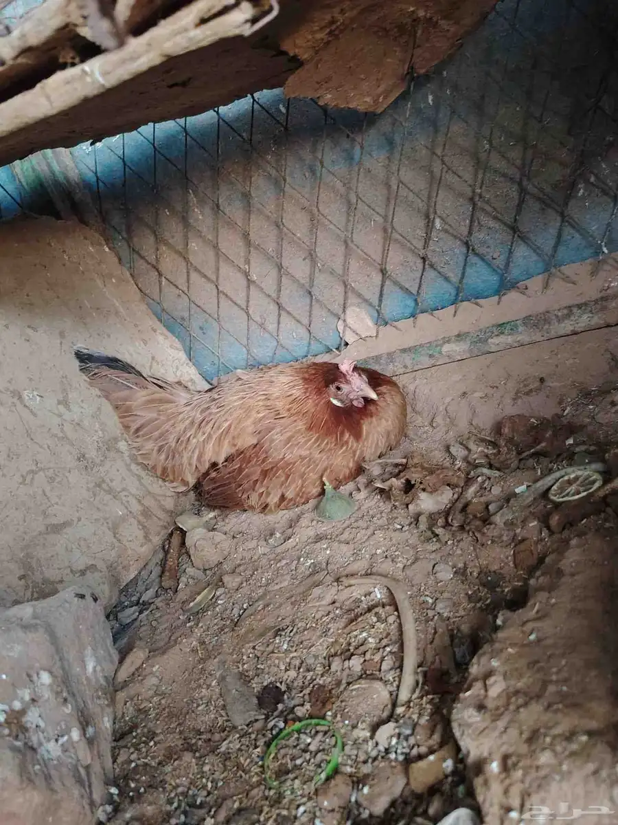 دجاج بياض ورجان 7