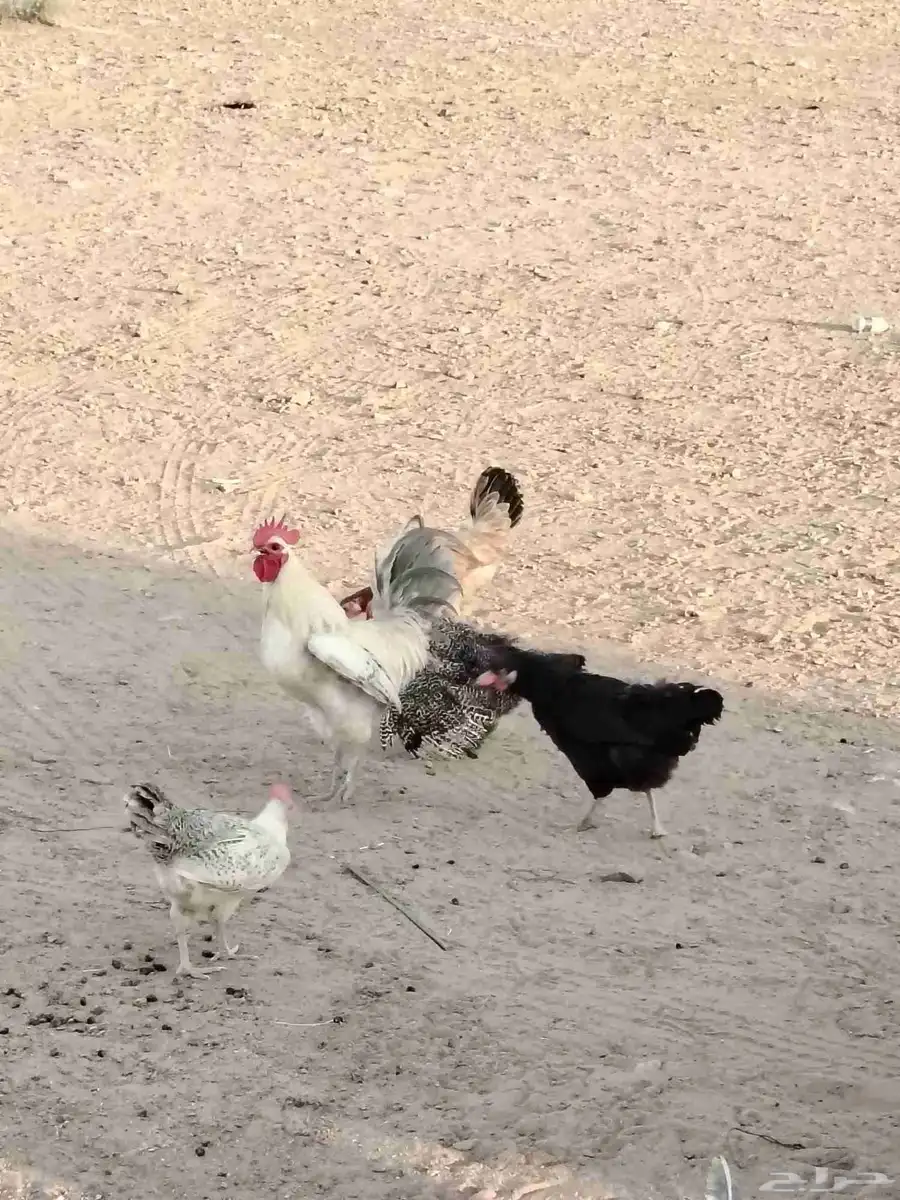 دجاج بياض ورجان 2
