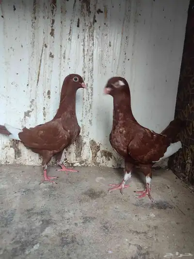 مخاليف مساويد حمر 0
