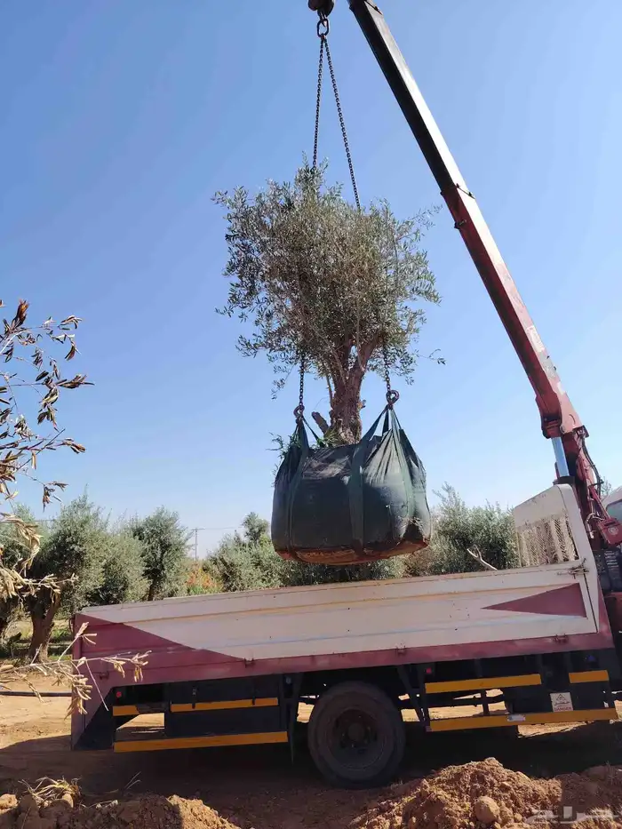 يوجد لدينا جميع انواع الأشجار الزيتون 5