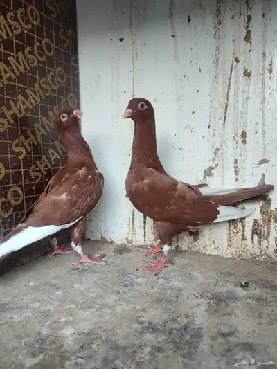 مخاليف مساويد حمر 3