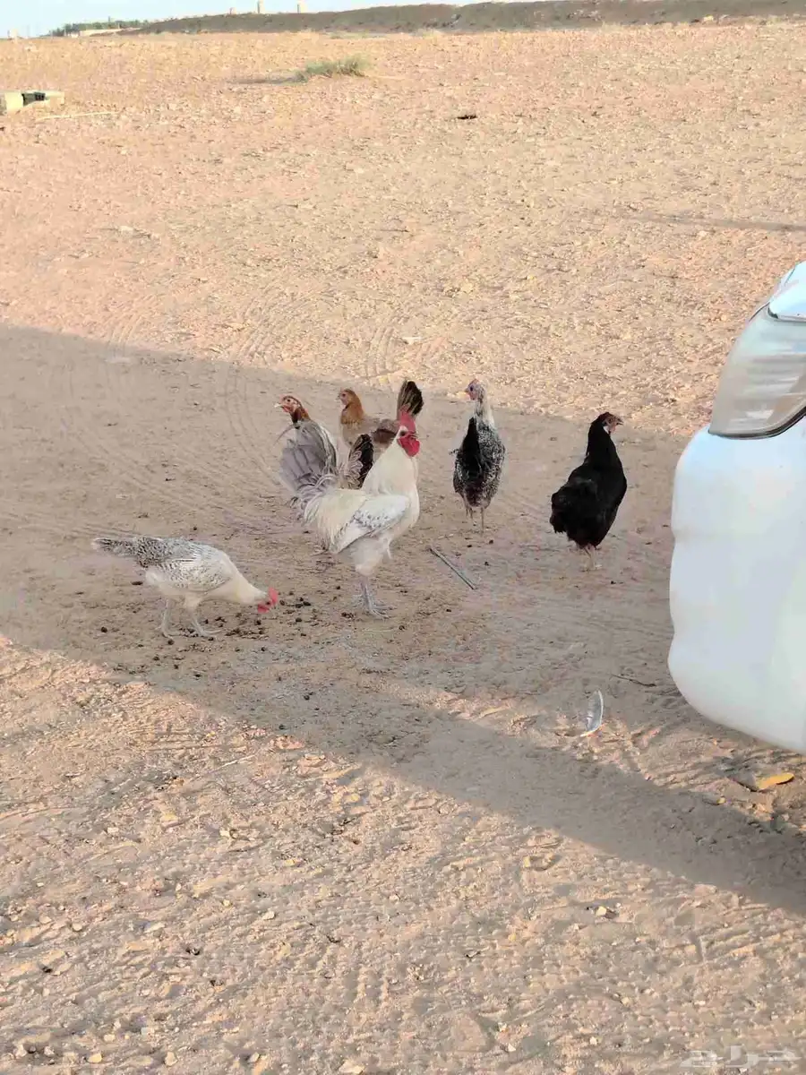 دجاج بياض ورجان 1