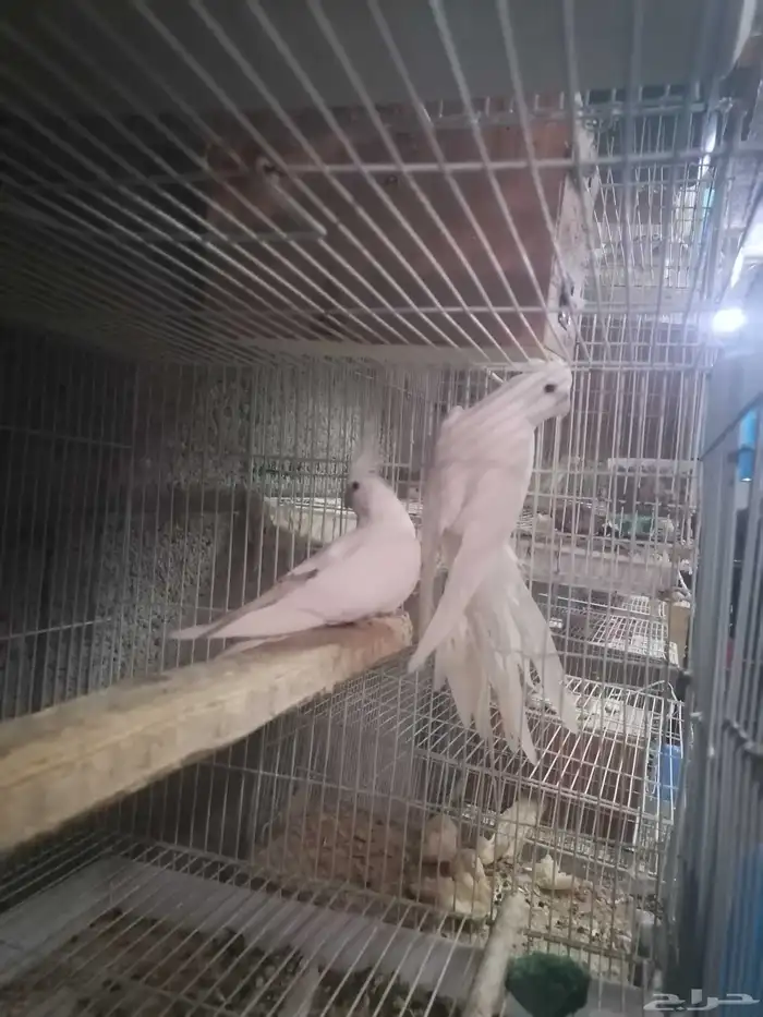 زوج كروان منتج 0