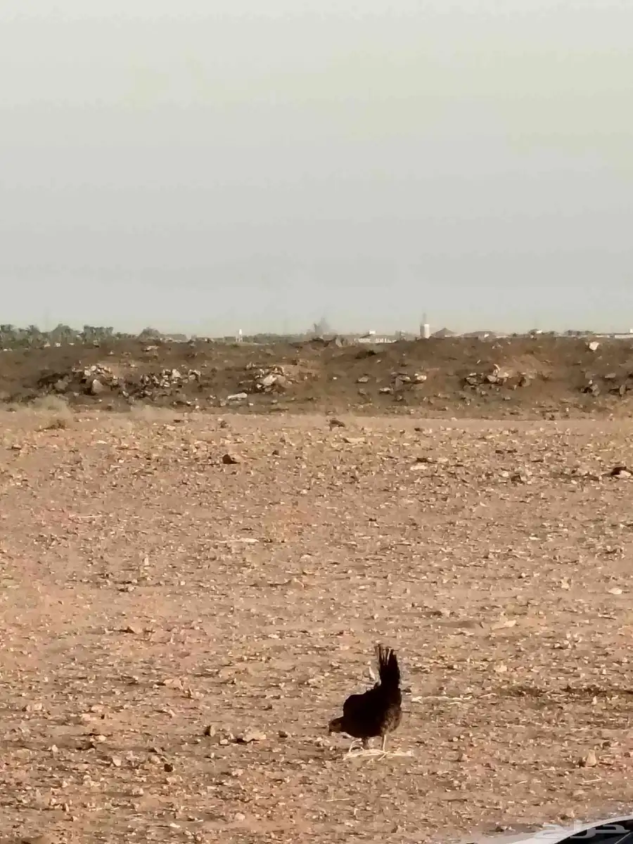 دجاج بياض ورجان 0