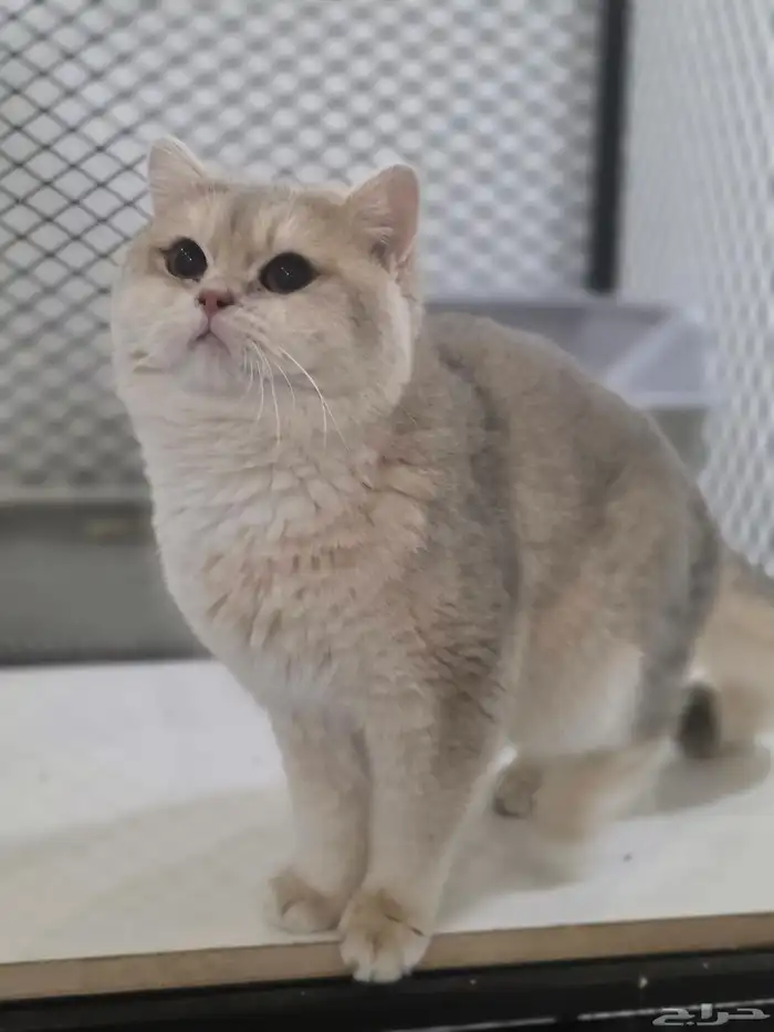 ذكر Ay12 لتزاوج 4