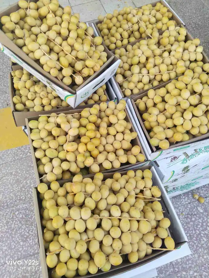 خلاص الوادي روثانه المدينة عجوه المدينة ربيعه لونه 9