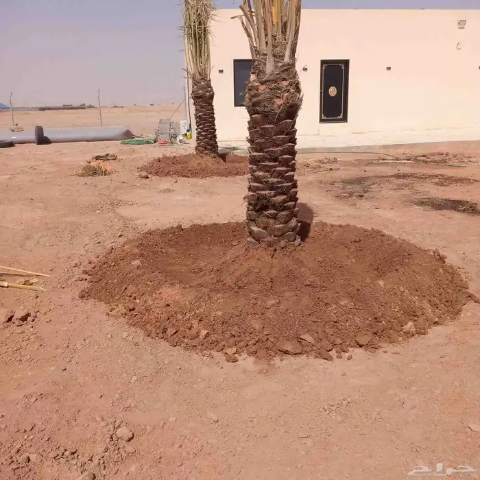 توريد وغرس النخل كما نقوم بتكريب وتحويض النخل 0