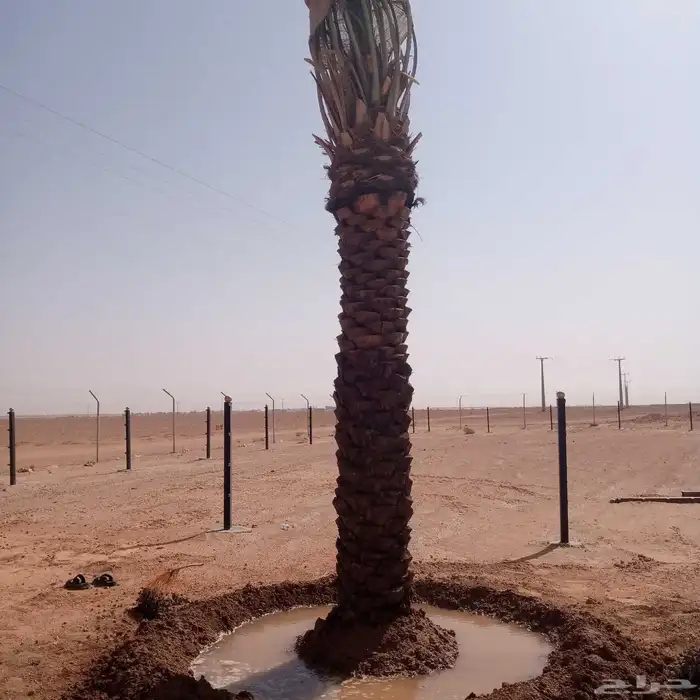 توريد وغرس النخل كما نقوم بتكريب وتحويض النخل 1