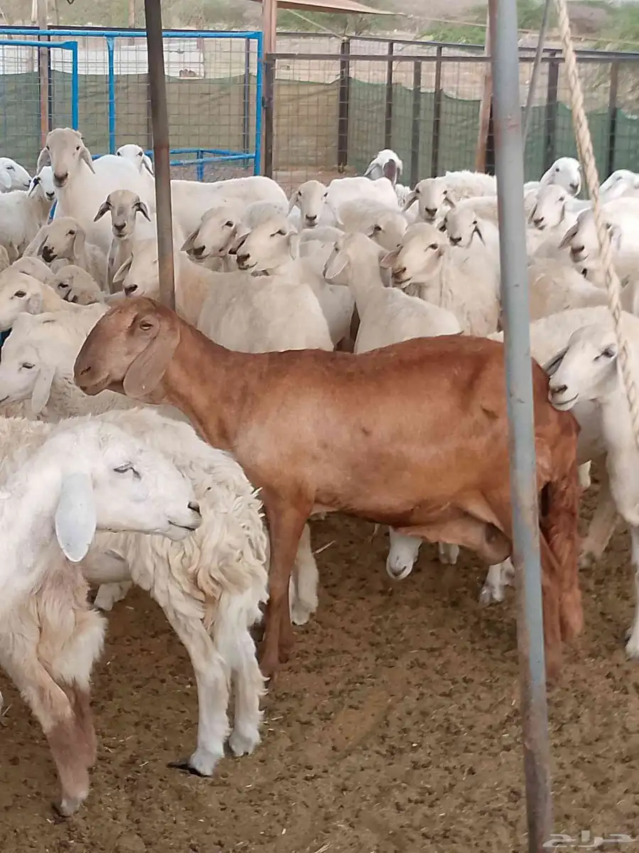 نعجه سواكني 0