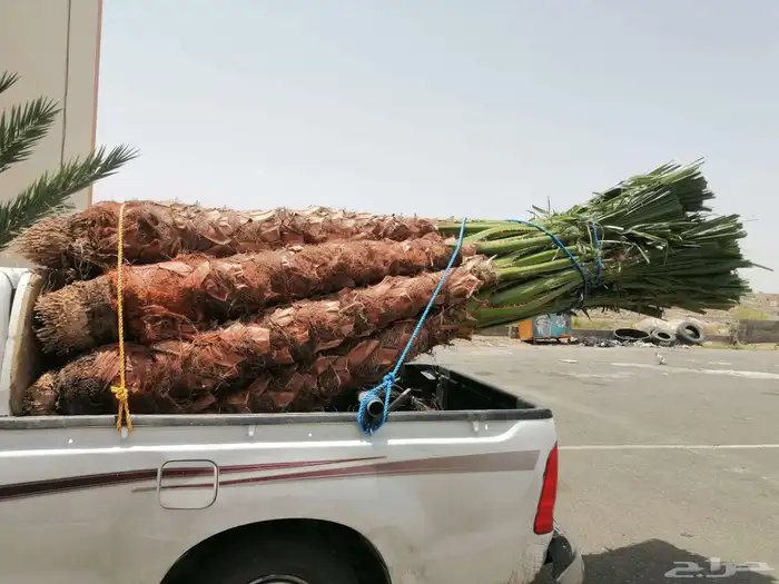 يوجد الدنيا نخل واشنطن للبيع 1