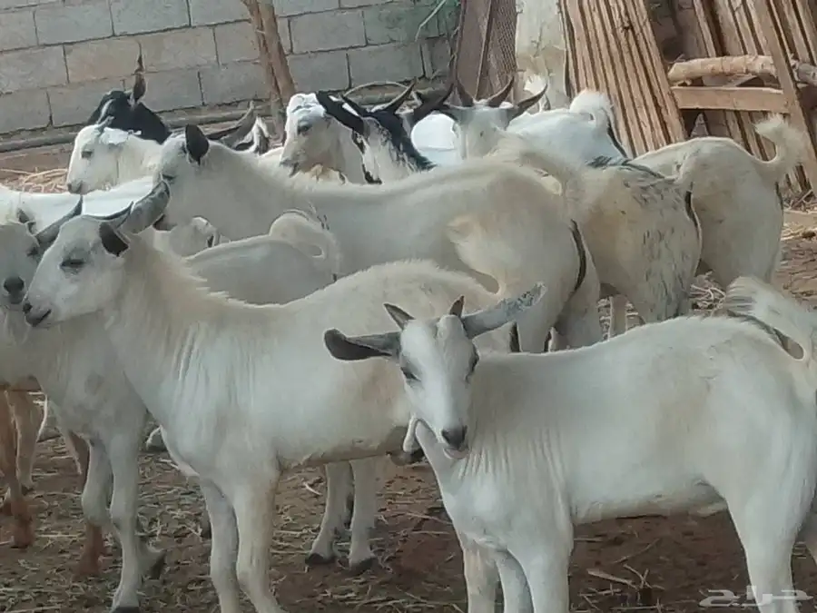 تيوس شحم ولحم 4