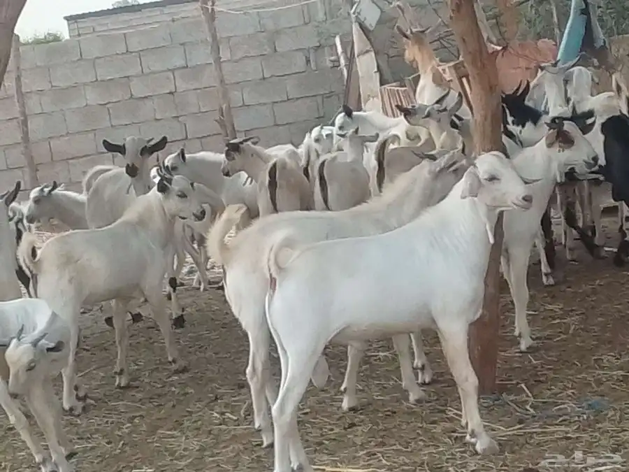 تيوس شحم ولحم 5