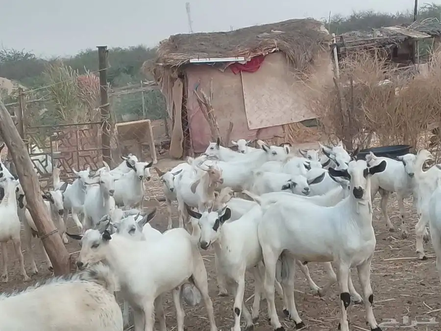 تيوس شحم ولحم 1