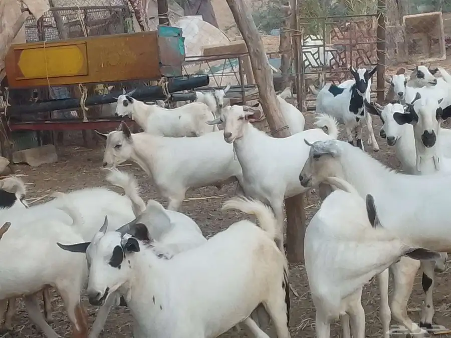 تيوس شحم ولحم 7