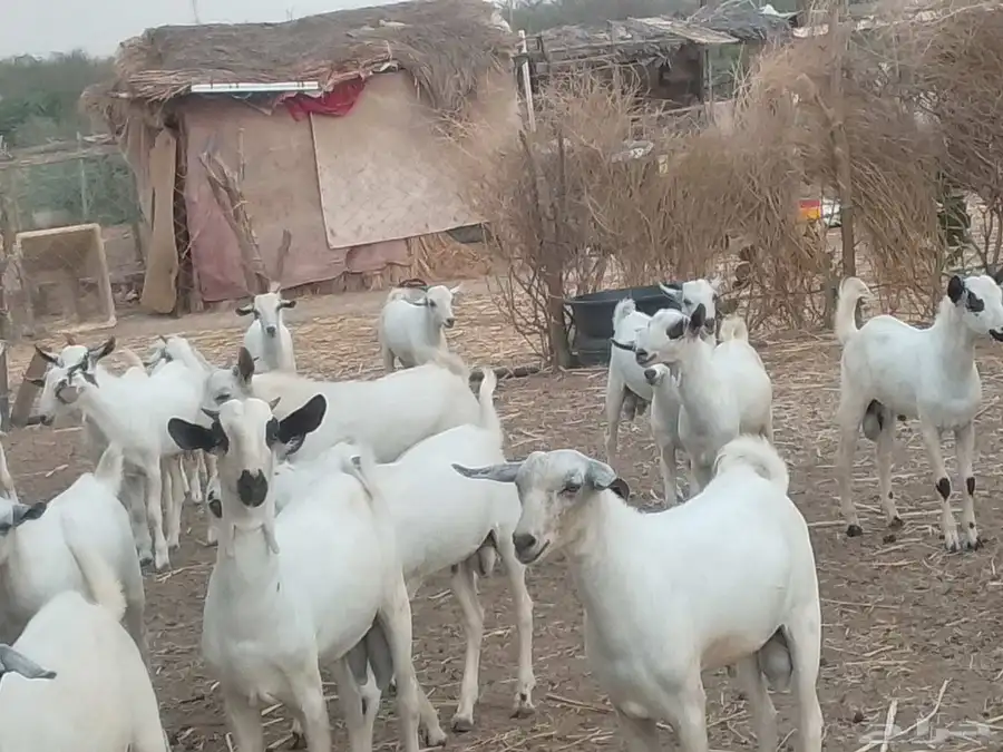 تيوس شحم ولحم 0