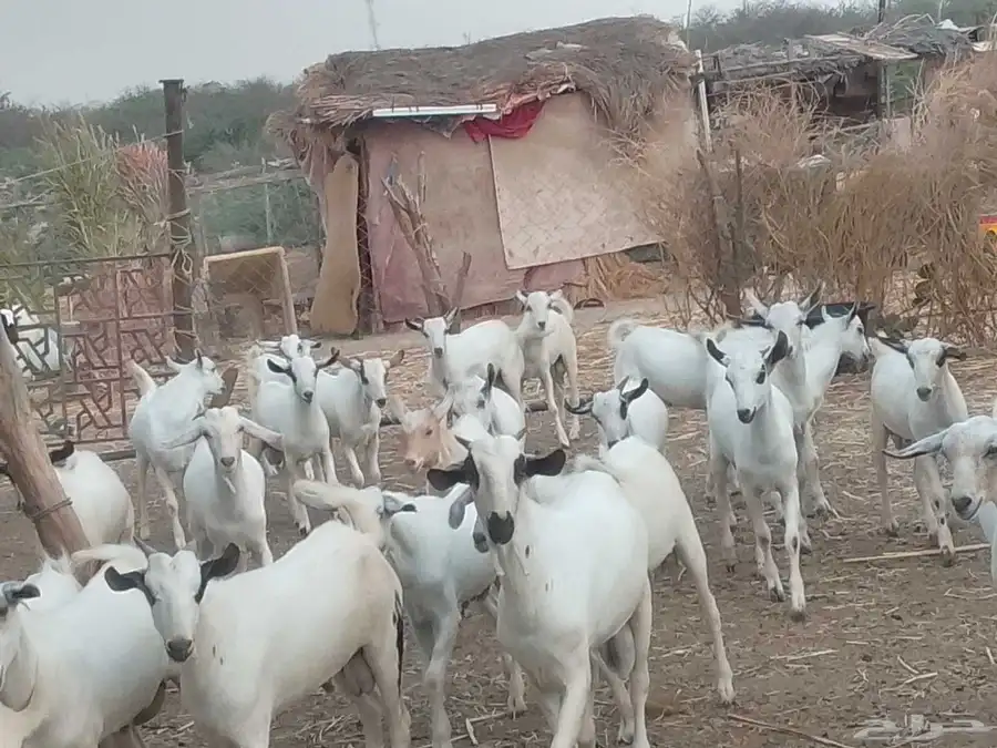 تيوس شحم ولحم 2