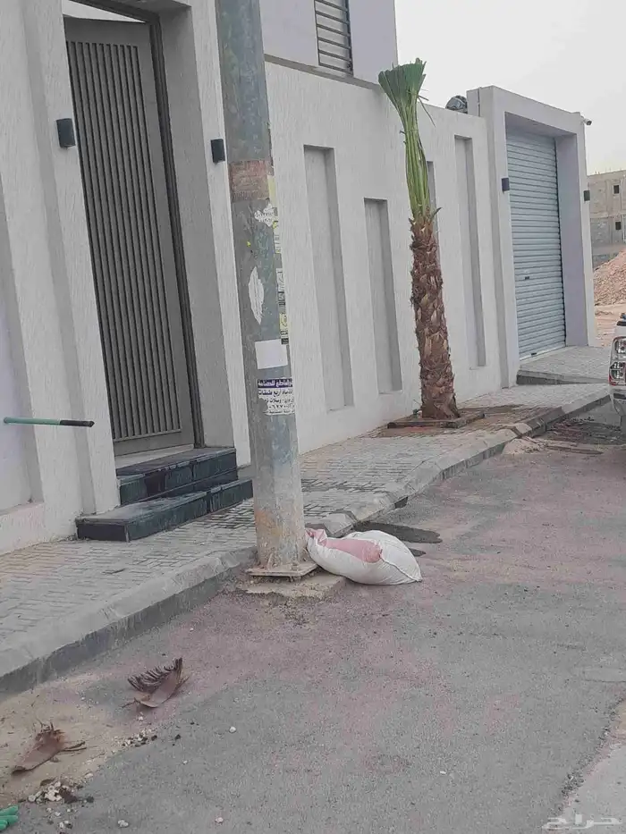 نخل واشنطن زينه 5