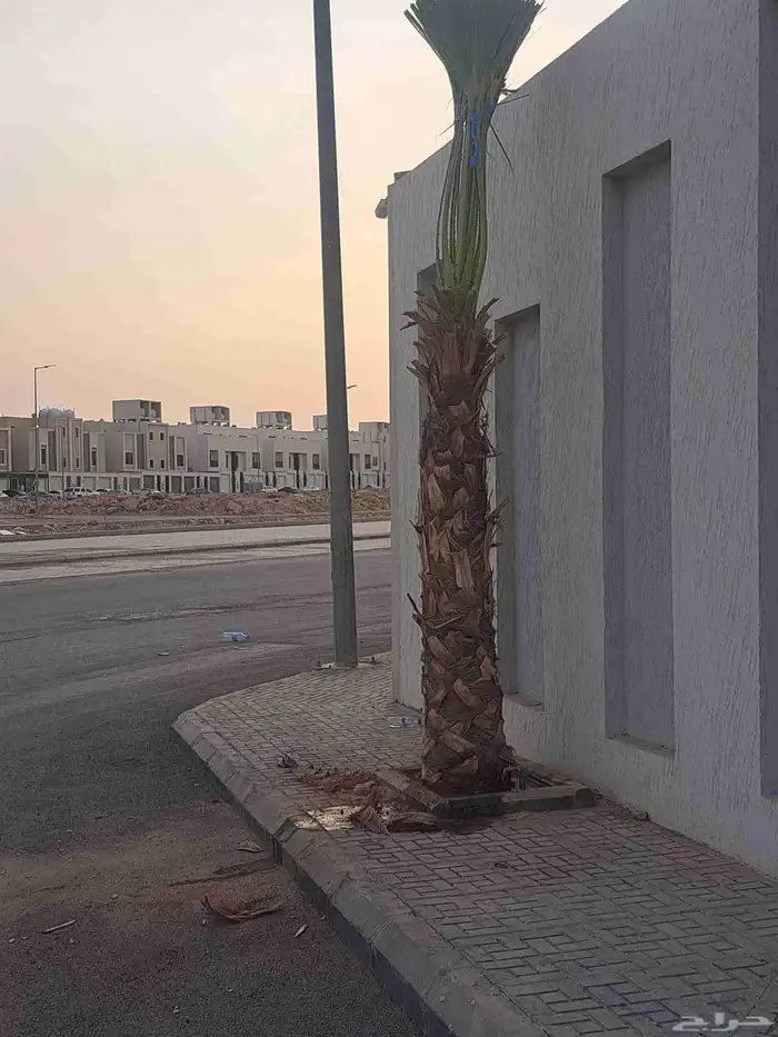 نخل واشنطن زينه 0