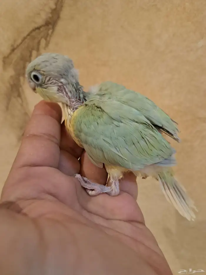 فرخ كنيور مون شيك تم البيع 0