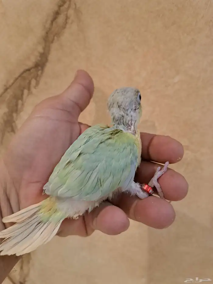 فرخ كنيور مون شيك تم البيع 1