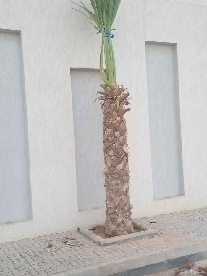 نخل واشنطن زينه 1