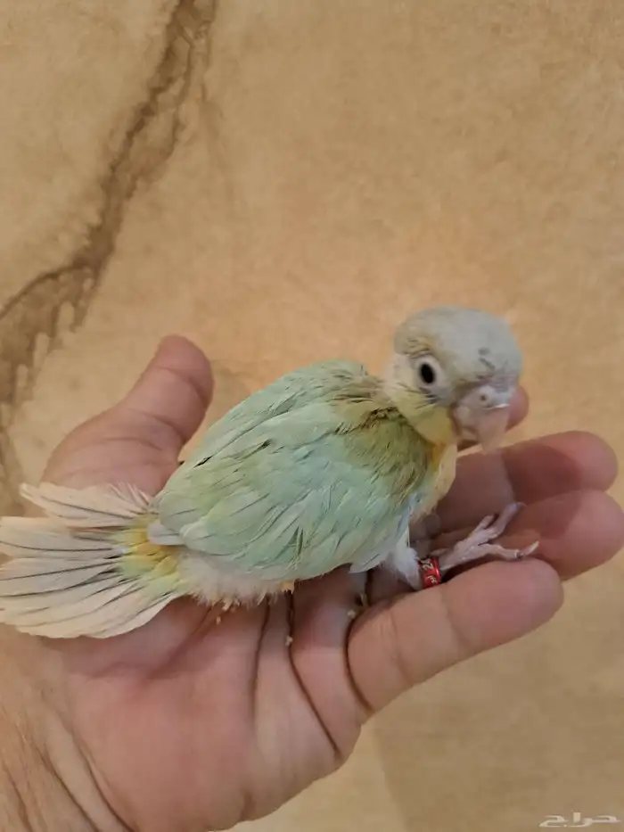 فرخ كنيور مون شيك تم البيع 2