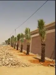 لدينا نخل وشنطني زينه نخل ممتاز جدا ونخل عربي مثمر 7