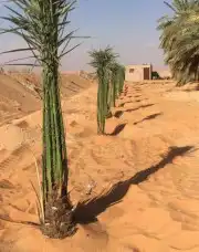 القصيم 7