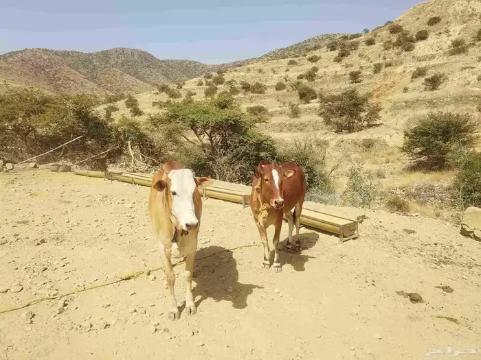 بقر بلدي مقنوي 3