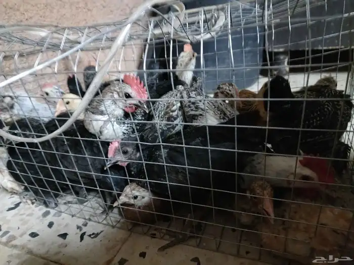 السلام عليكم ورحمة الله وبركاته للبيع صيصان العمرشهروشهرين 3