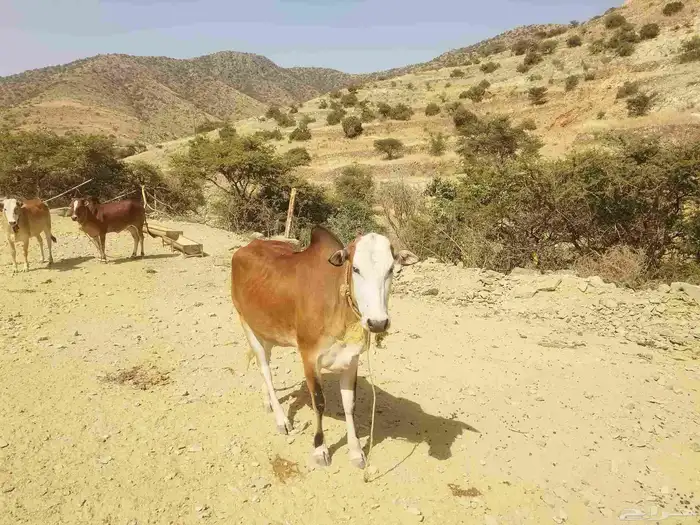 بقر بلدي مقنوي 0