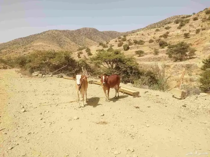 بقر بلدي مقنوي 1