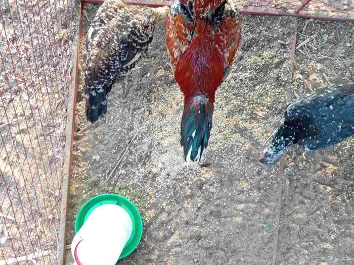 دجاج باكستاني سندي 3