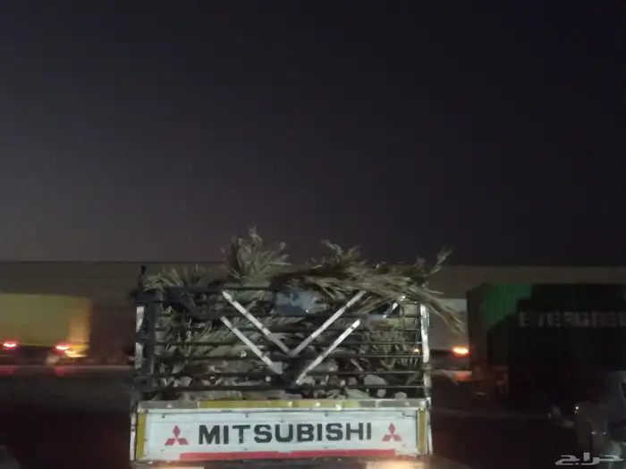 سعف نخيل طيب جديد للعرايش والمظلات 1
