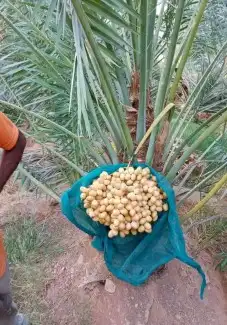القصيم 3