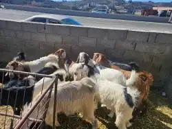 ذبايح مناسبات جبر مع خدمه الاقصاط 4