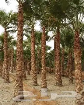 لدينا نخل وشنطني زينه نخل ممتاز جدا ونخل عربي مثمر 5