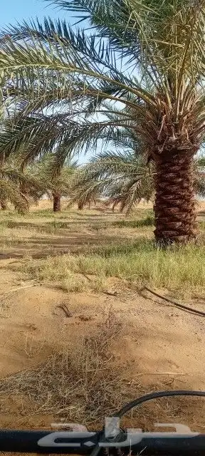 نخل عربي وواشنطن 2